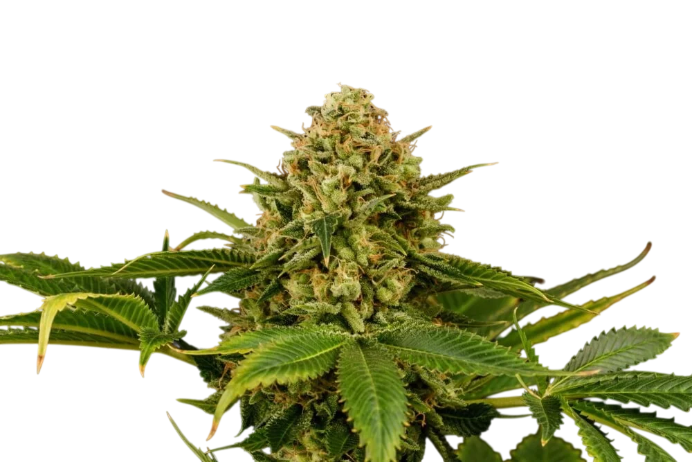 Monkey Grease – Produktansicht