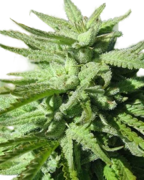 BC Hash Plant – Produktansicht
