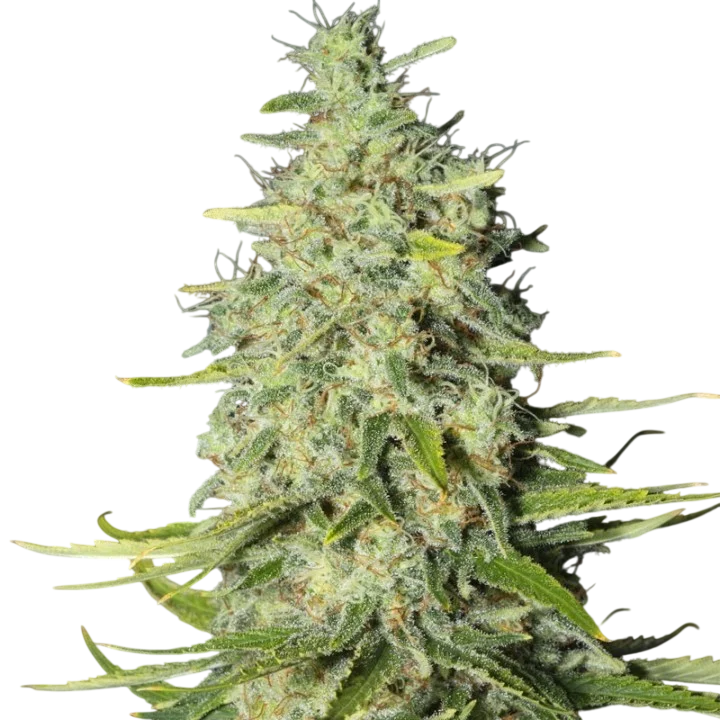 Monster CBD – Produktansicht