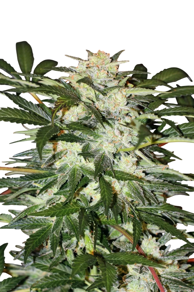 Monster Mash Auto – Produktansicht