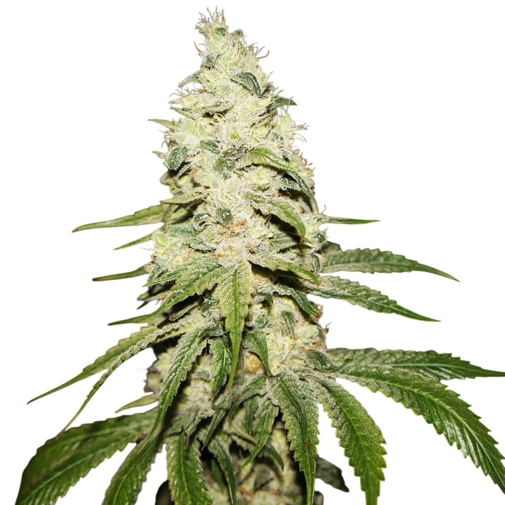 Mont Blanc | PHOTOFEM | T.H. Seeds