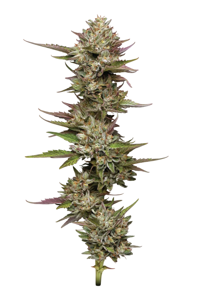 Moon Fog – Produktansicht