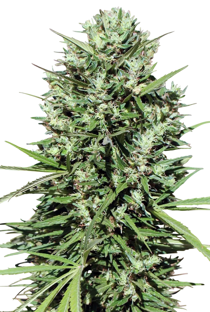 Morocco Beldia Kif – Produktansicht