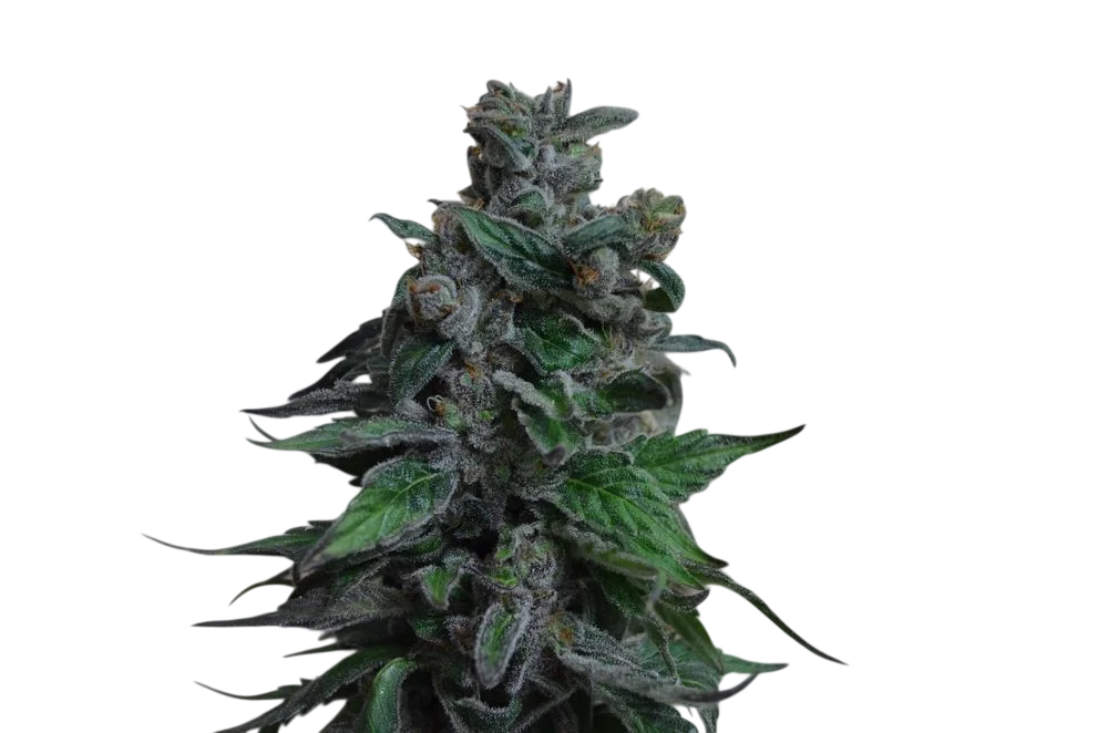 Moscow Blueberry – Produktansicht