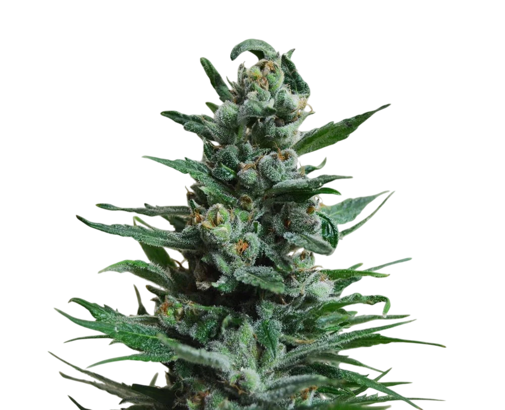 Moscow Blueberry Auto – Produktansicht