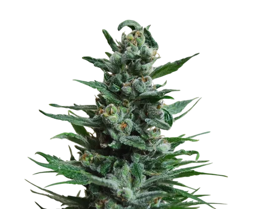 Moscow Blueberry Auto