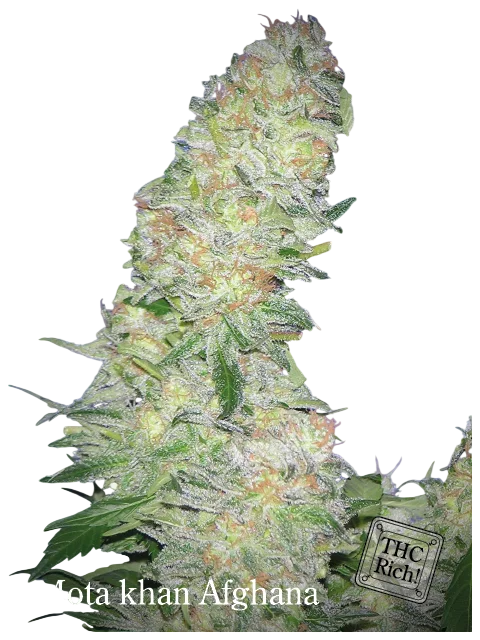 Mota Khan Afghani – Produktansicht