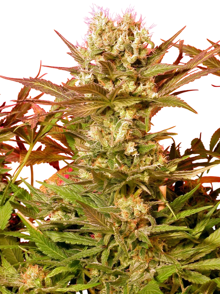 Motavation – Produktansicht