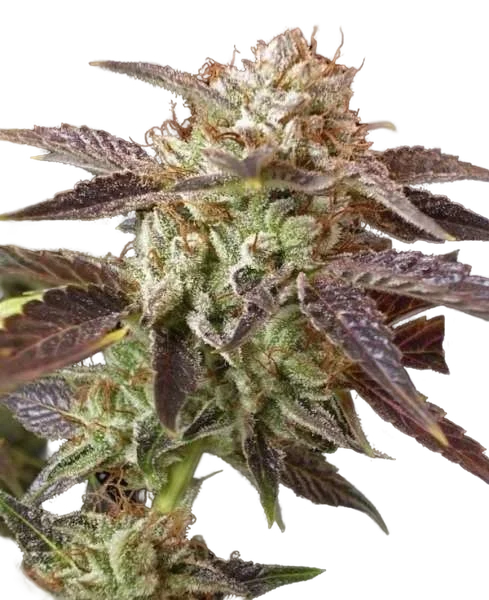 BC Kush – Produktansicht