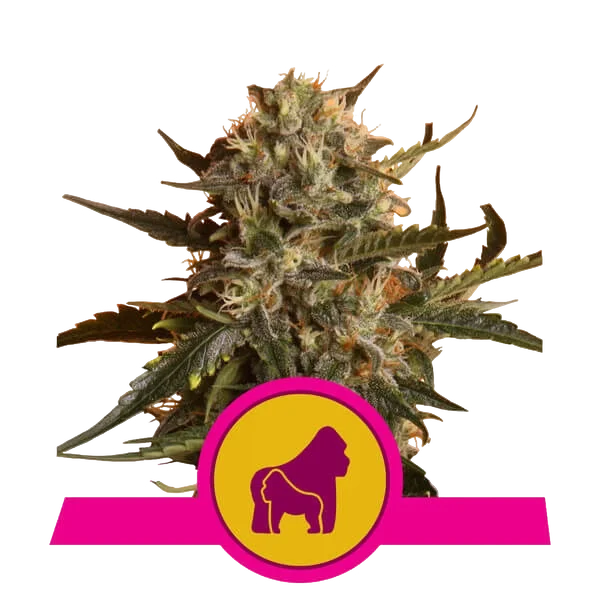 Mother Gorilla (formerly Royal Madre) – Produktansicht