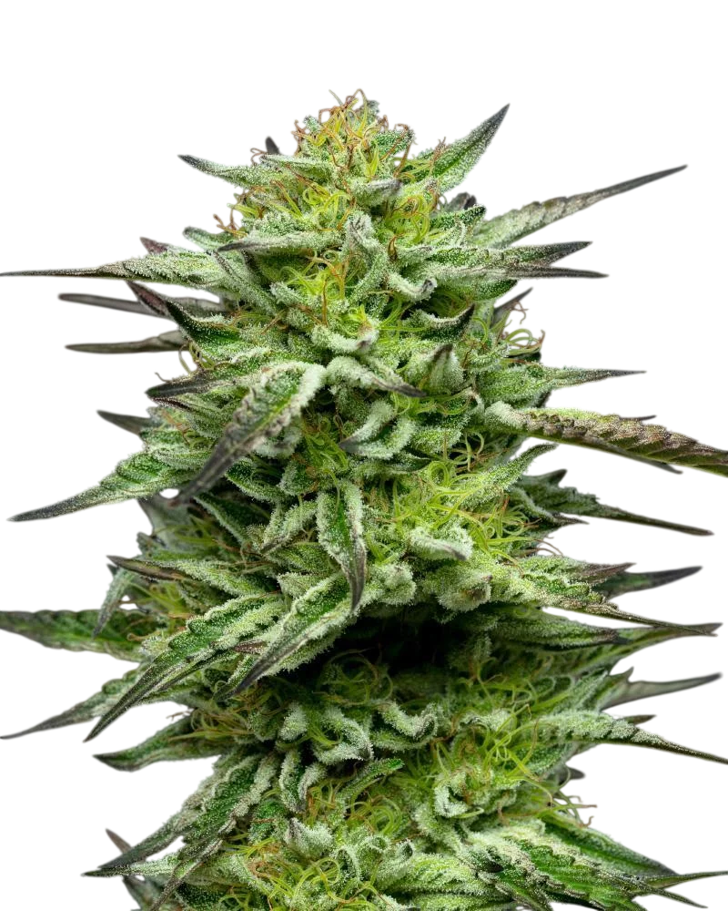 Mountaintop Mint | PHOTOFEM | Humboldt Seed Co.