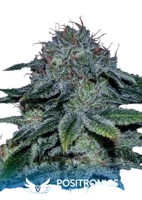 Mystic Cookie – Produktansicht