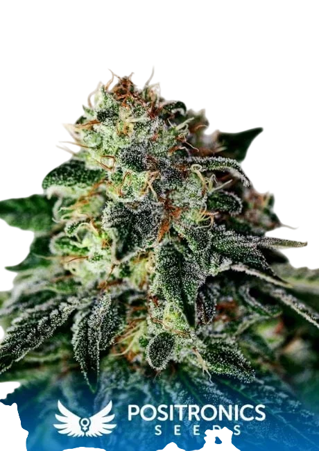 Mystic Cookie Express Auto – Produktansicht