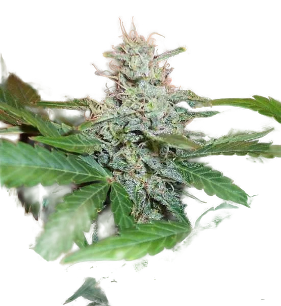 BC Lowryder #2 Auto – Produktansicht