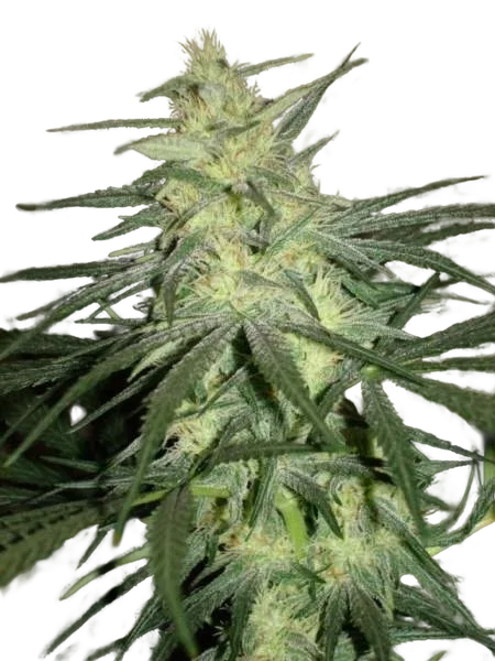 BC Mango – Produktansicht