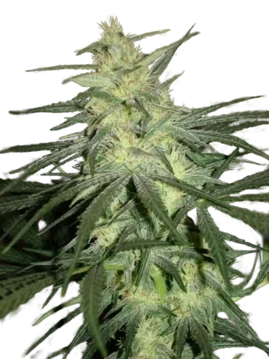 BC Mango