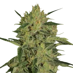 Nebula I:I CBD | PHOTOFEM | Paradise Seeds