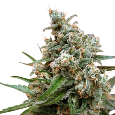 Nepal Jam