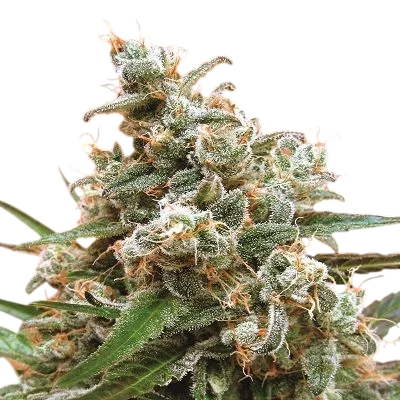 Nepal Jam
