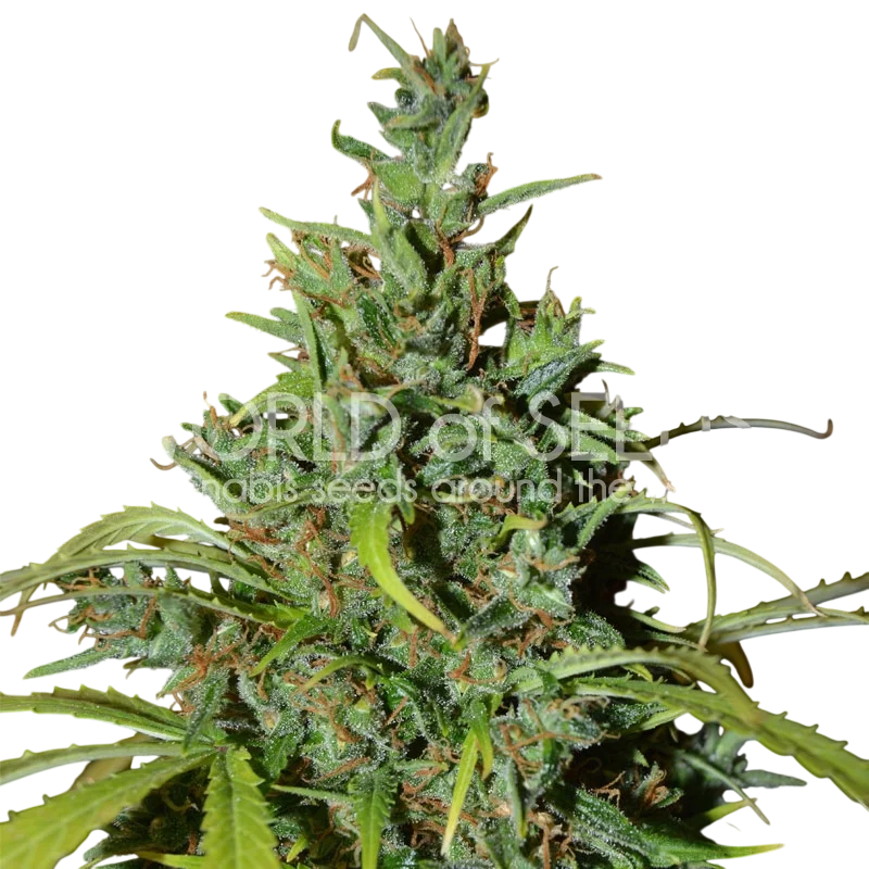 Neville Haze Auto – Produktansicht