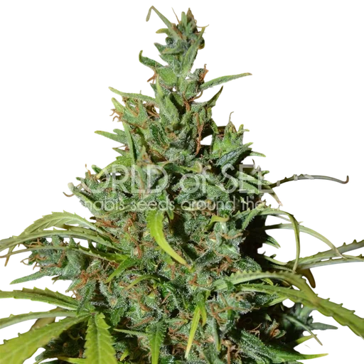 Neville Haze Auto