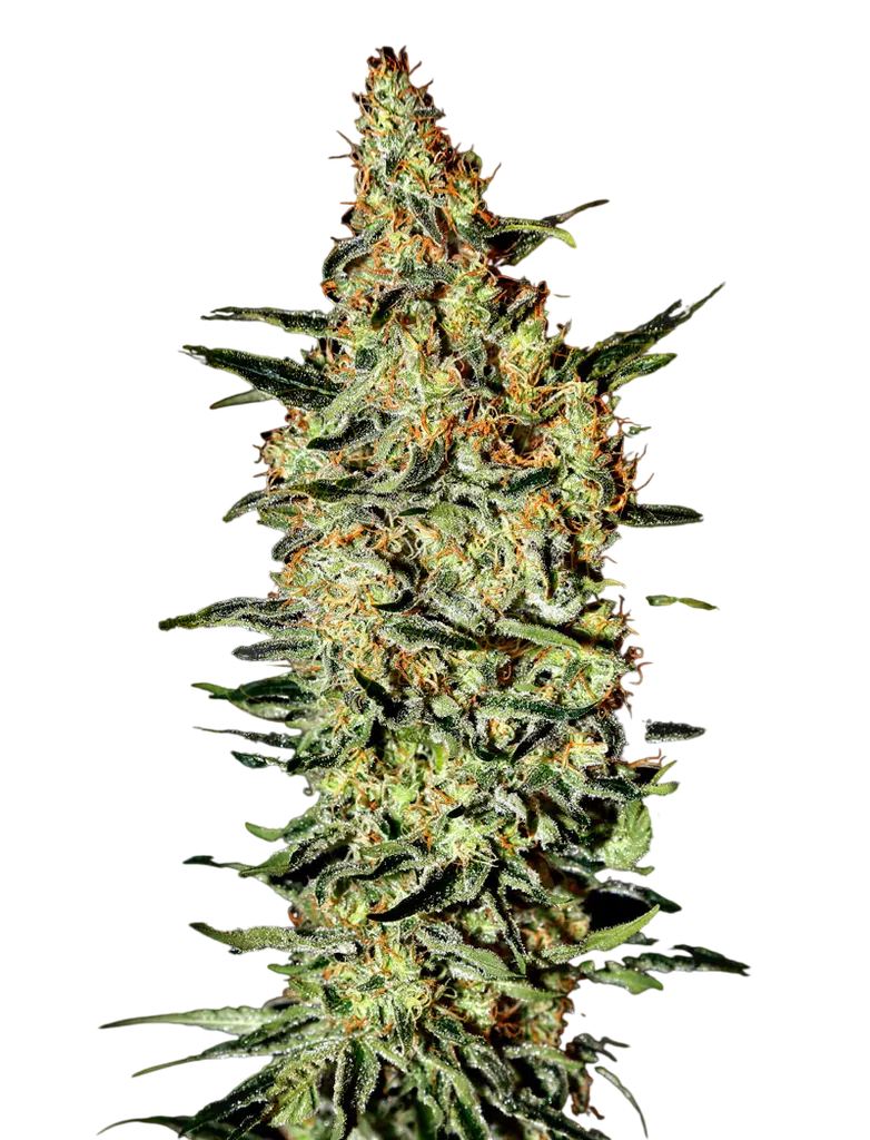 Nevilles Haze | PHOTOFEM | Greenhouse Seed Co.