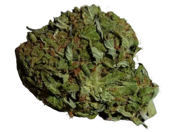 BC Pinewarp – Produktansicht