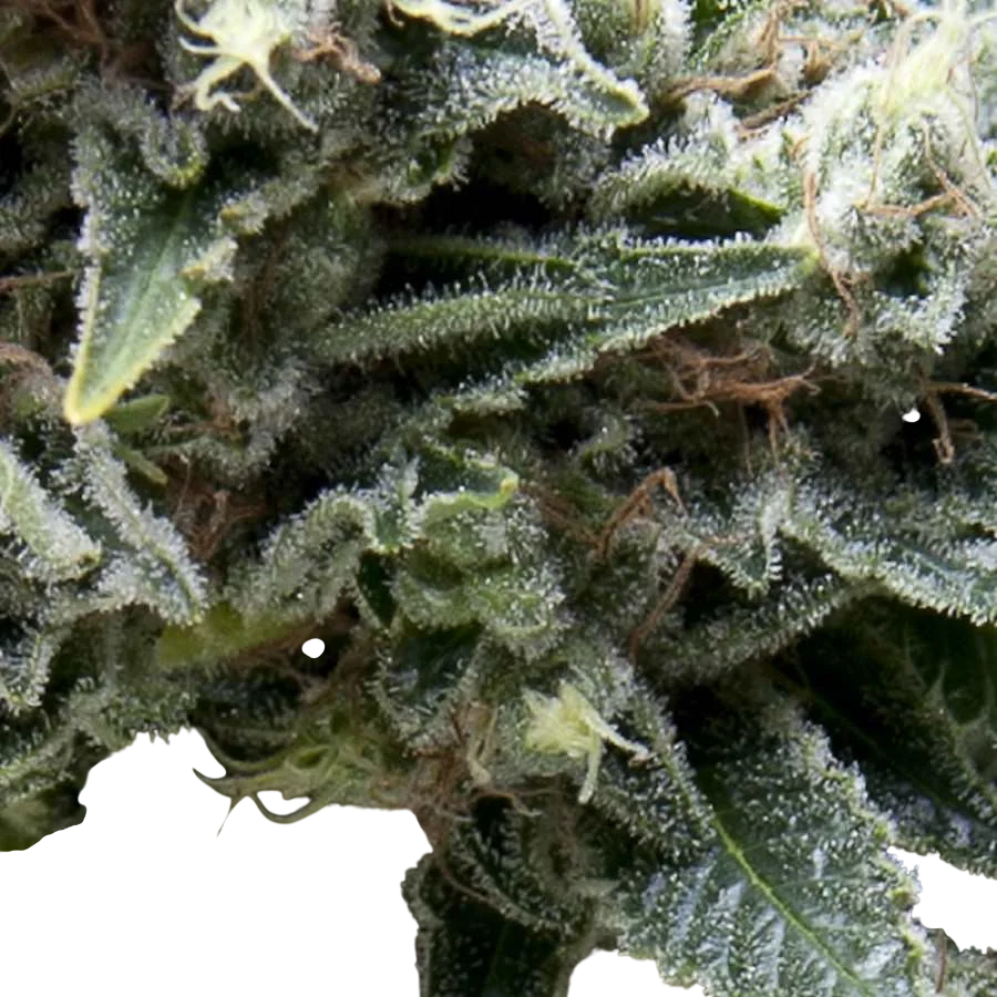 New York City Auto | AUTOFEM | Pyramid Seeds