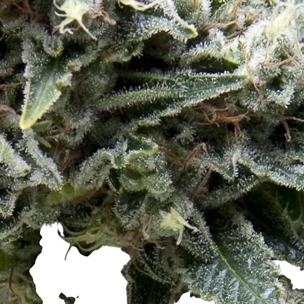New York City CBD Auto – Produktansicht