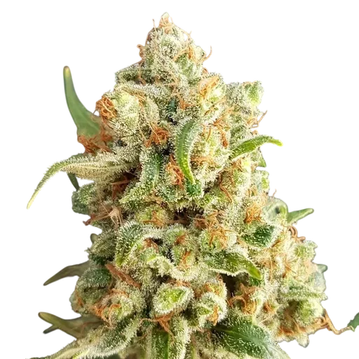 New York Diesel Auto