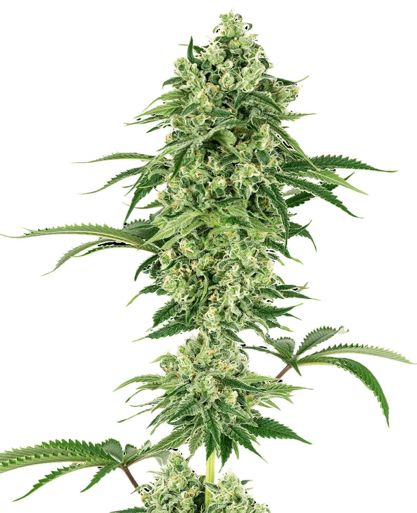 Nicole Hindu Kush – Produktansicht