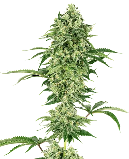 Nicole Hindu Kush