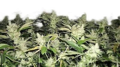 BC Rockstar – Produktansicht