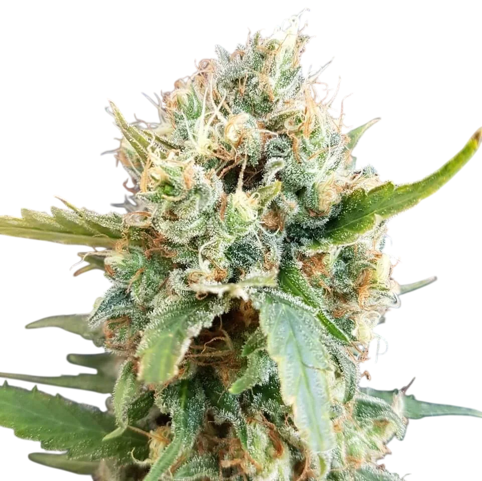 Nicole Kush – Produktansicht