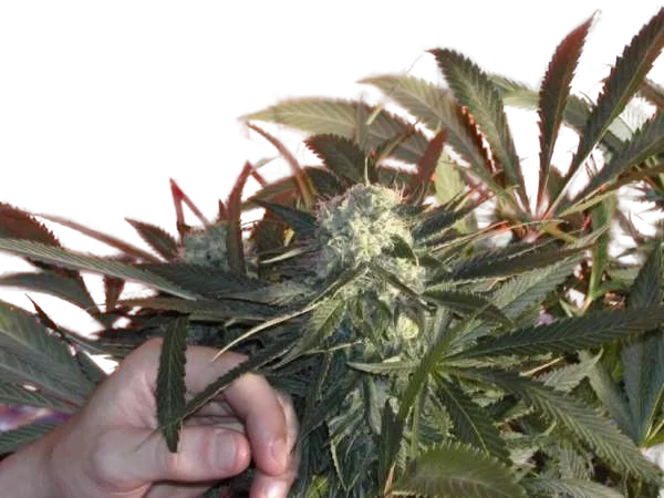 BC Sweet Tooth – Produktansicht