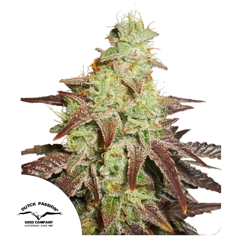 Night Queen Auto – Produktansicht