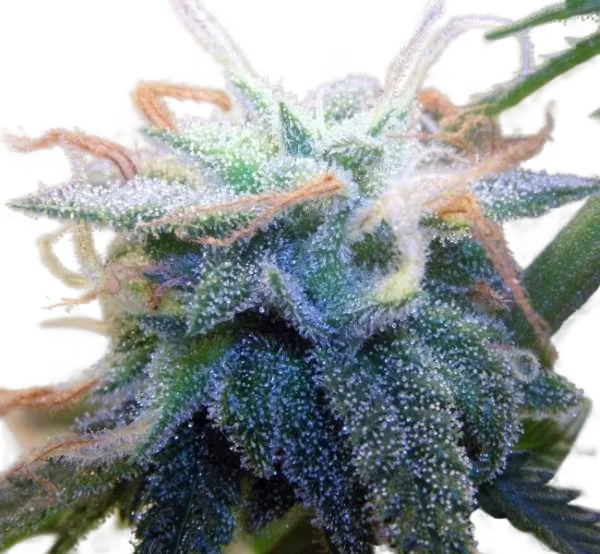 BC White Widow – Produktansicht