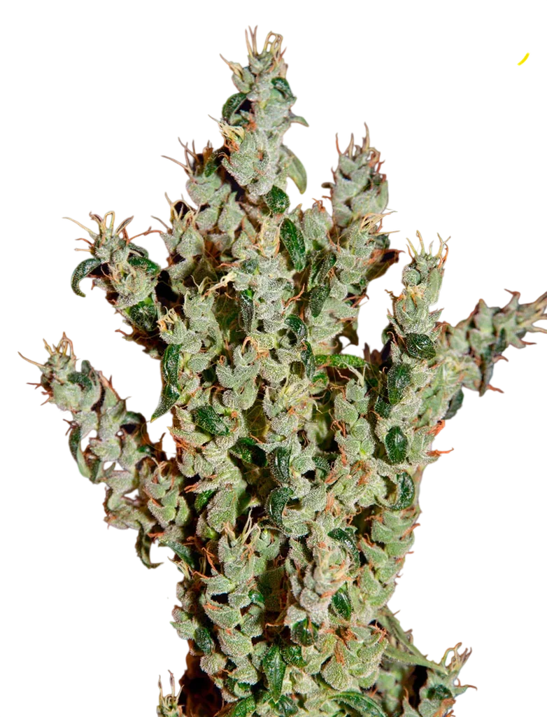 NL5 Haze Mist – Produktansicht
