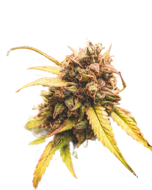 Bear Assed Monkey Auto – Produktansicht