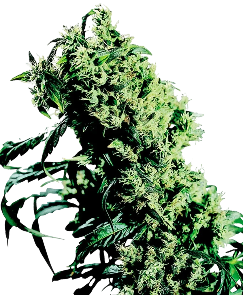 Northern Lights #5 x Haze – Produktansicht
