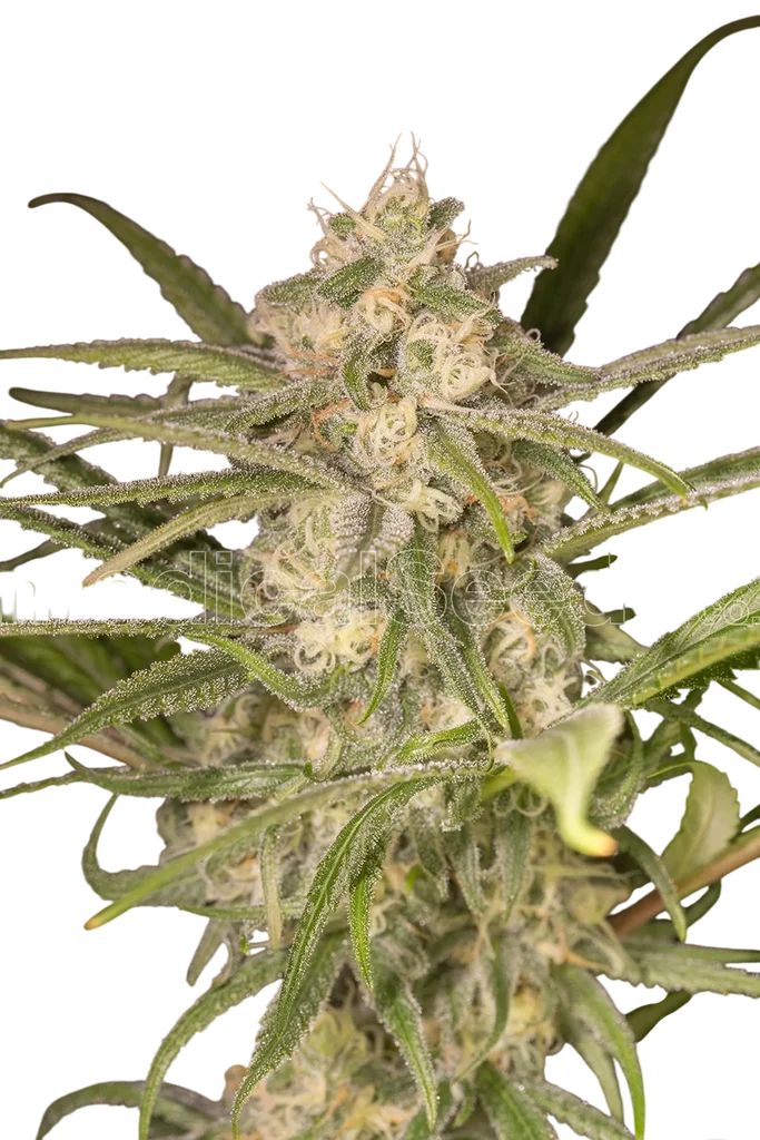 No Name Auto – Produktansicht