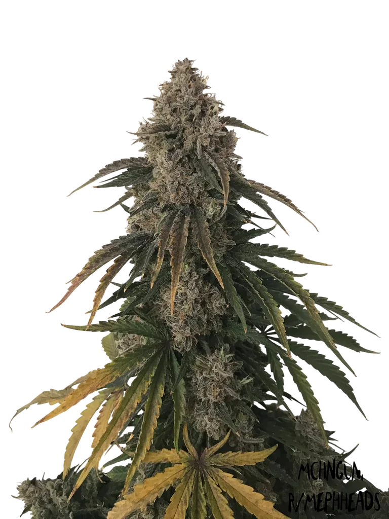 Beary White Auto | AUTOFEM | Mephisto Genetics