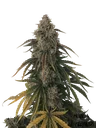 Beary White Auto | AUTOFEM | Mephisto Genetics