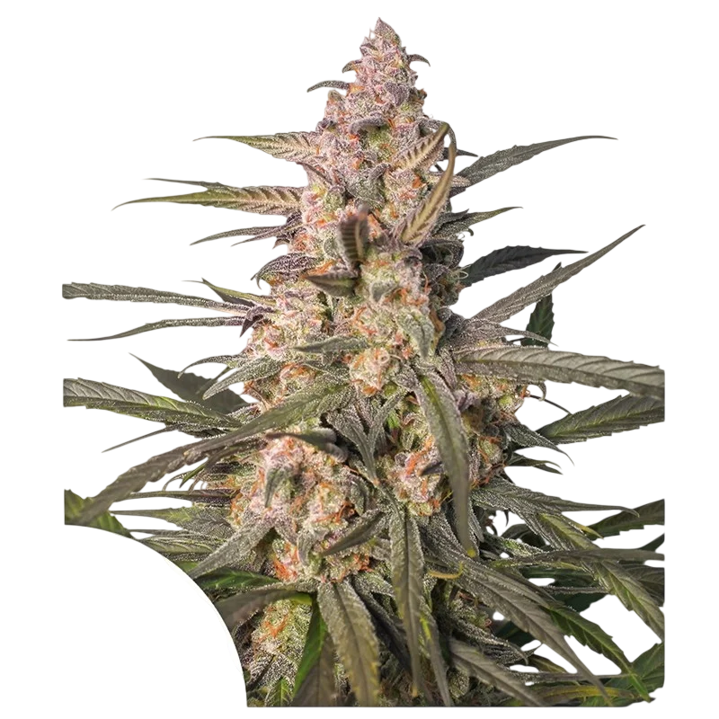 Northern Dragon Fuel Auto – Produktansicht