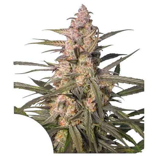 Northern Dragon Fuel Auto
