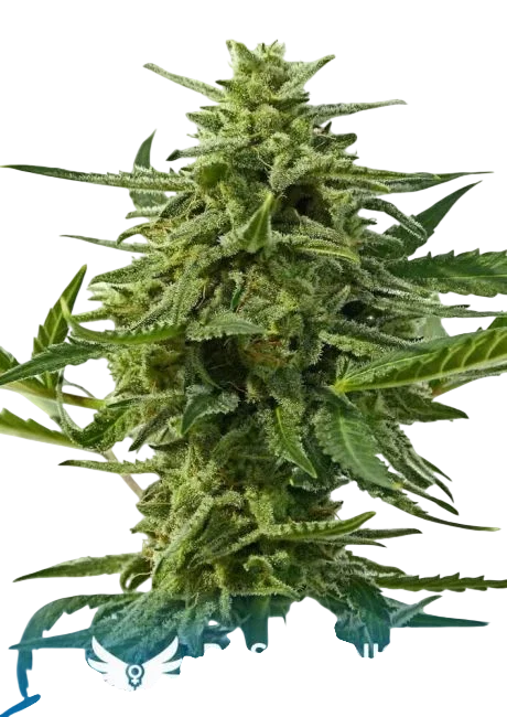 Northern Haze Express Auto – Produktansicht