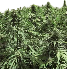 Northern Hog Auto | AUTOFEM | T.H. Seeds