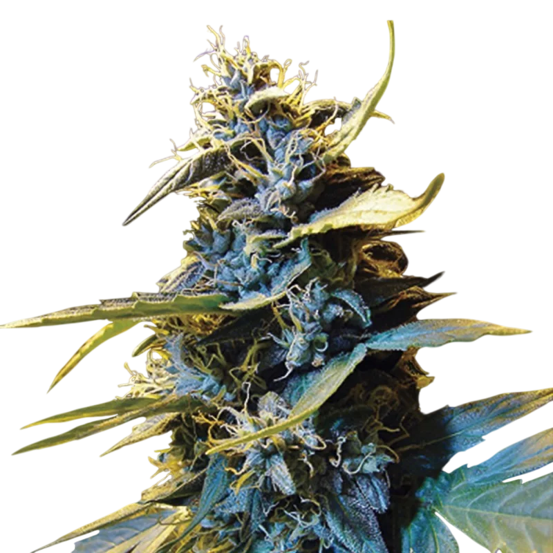 Northern Hog Auto – Produktansicht