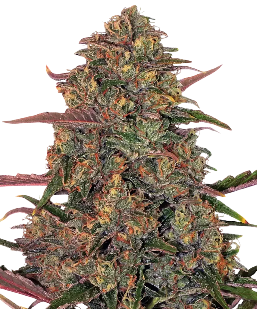 Pineapple Chunk | PHOTOFEM | Barneys Farm