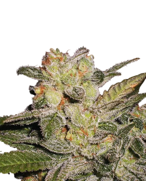Northern Lights Auto – Produktansicht